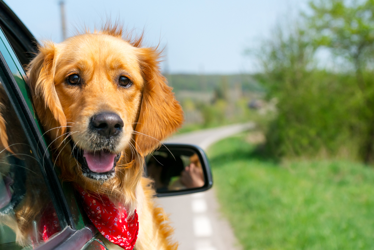 Keep your vehicle's interior spotless with a dog